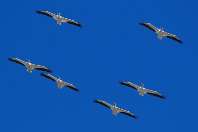 Squadron of white pelicans flying