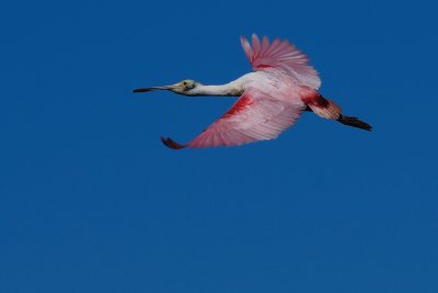 Roseate spoonbill flying by