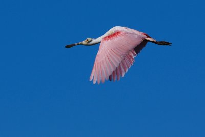 Roseate spoonbill flying past