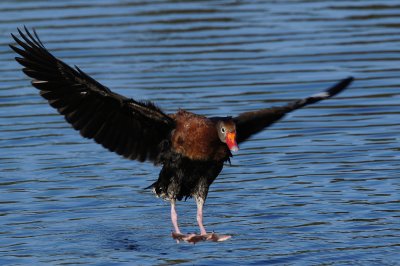 Black-bellied whistling duck about to land