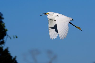 Snowy egret climbing higher