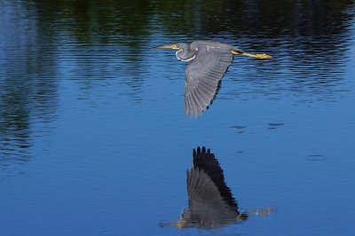Tricolor heron flying above his reflection