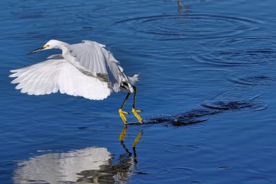 Snowy egret hunting for fish