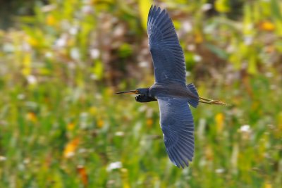 Tricolor heron in flight