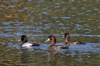 Lesser scaups