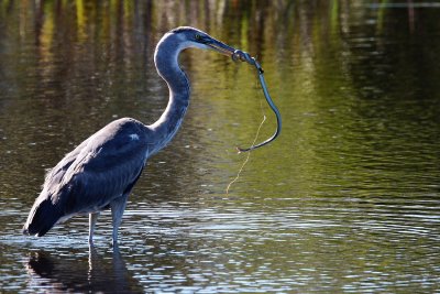 Great blue heron and snake dinner
