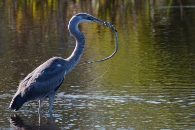 Great blue heron and plucky snake