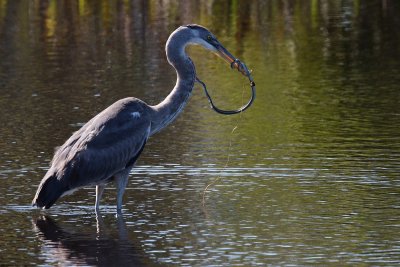 Great blue heron and snake bite eachother