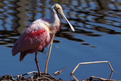 Roseate spoonbill