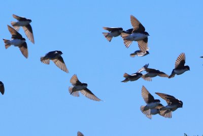 Sky full of tree swallows