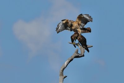 Red-shouldered hawks mating