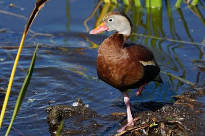 Black-bellied whistling duck