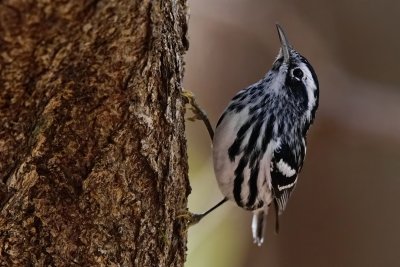 Black and white warbler on the side of a tree