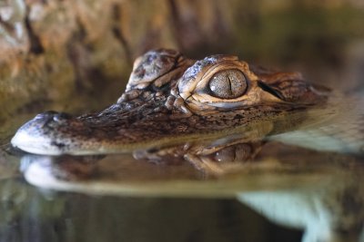 Baby alligator closeup