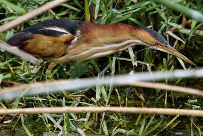 Least bittern