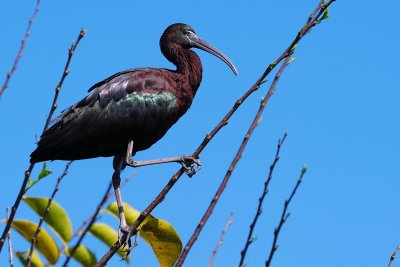 Glossy ibis