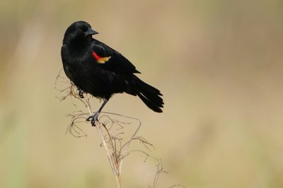 Red-winged blackbird