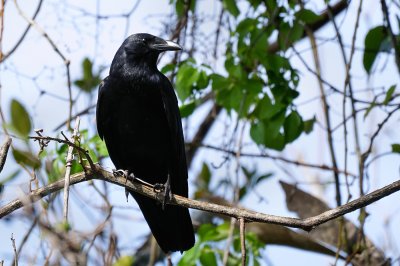 Fish crow