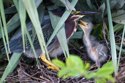 Green heron with her chicks begging