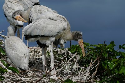 Baby wood storks