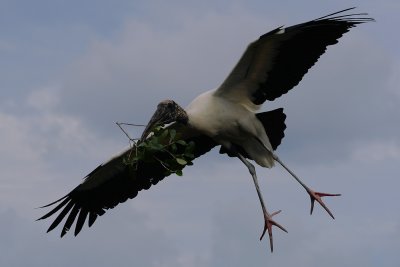 Wood stork