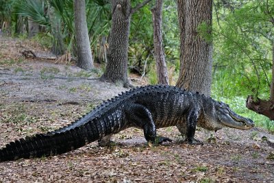 Big alligator crossing the levee