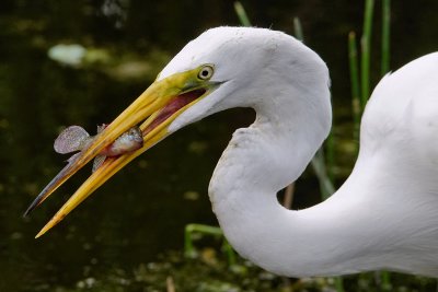 Great egret closeup with fish
