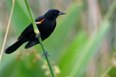 Red-winged blackbird - male