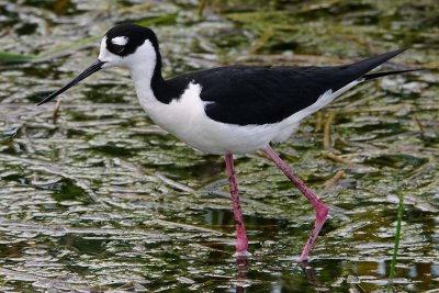 Black-necked stilt