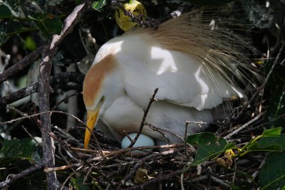 Cattle egret with its eggs