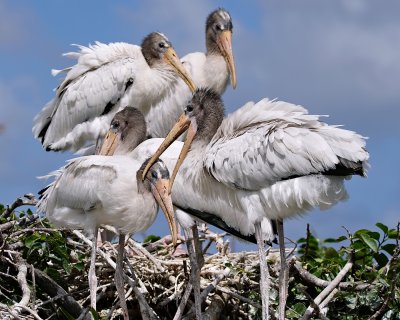 Juvenile wood storks all together