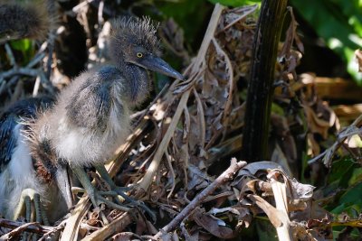 New tricolor heron chicks in their nest