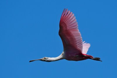 Roseate spoonbill flying past