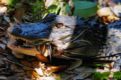Alligator with a tricolored heron meal