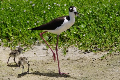 Stilt mom with two chicks