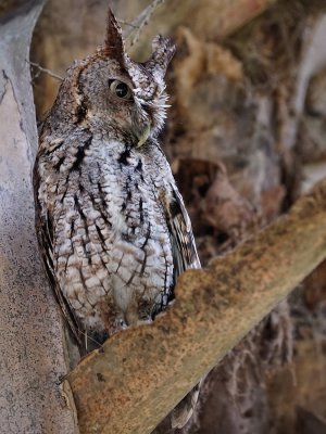 Angry-looking screech owl displaying