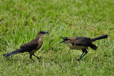 Grackle chick betting for food from mom