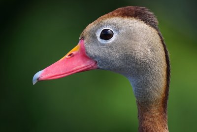Closeup with a black-bellied whistling duck