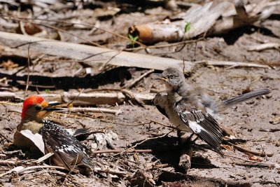 Baby mockingbird asking woodpecker to feed him