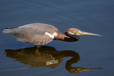 Young tricolor heron on the hunt