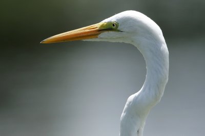 Great egret closeup portrait