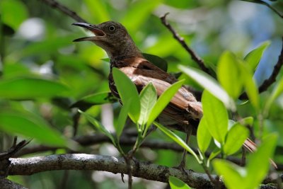 Young brown thrasher