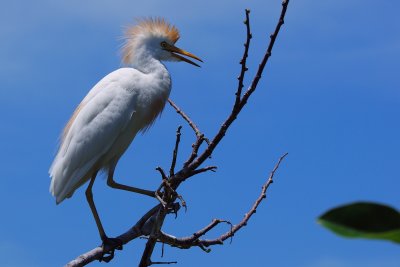 Cattle egret climbing high