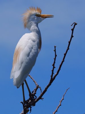 Cattle egret atop high perch