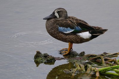 Blue-winged teal staying here for summer