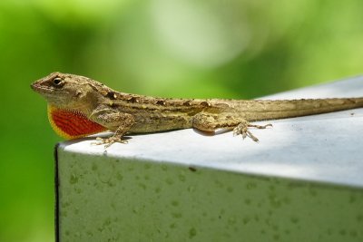 Brown anole showing off his dewlap