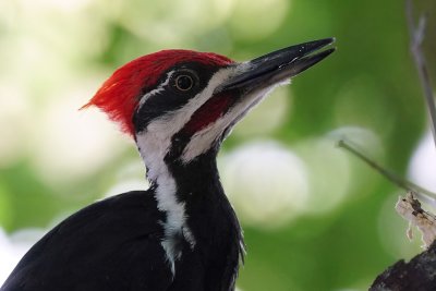 Pileated woodpecker closeup