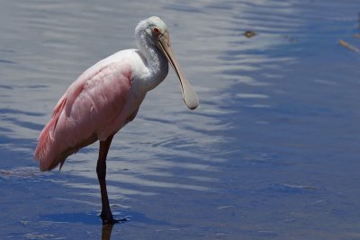 Roseate spoonbill in the water