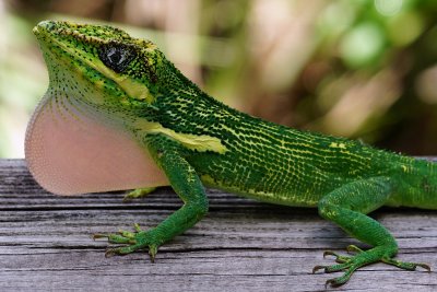 Knight anole closeup, dewlapping