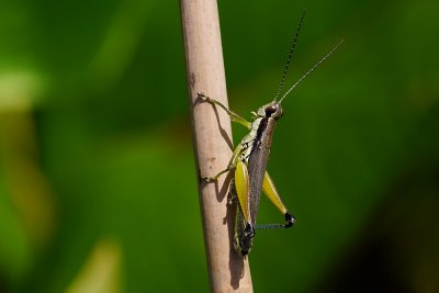 Colorful little grasshopper